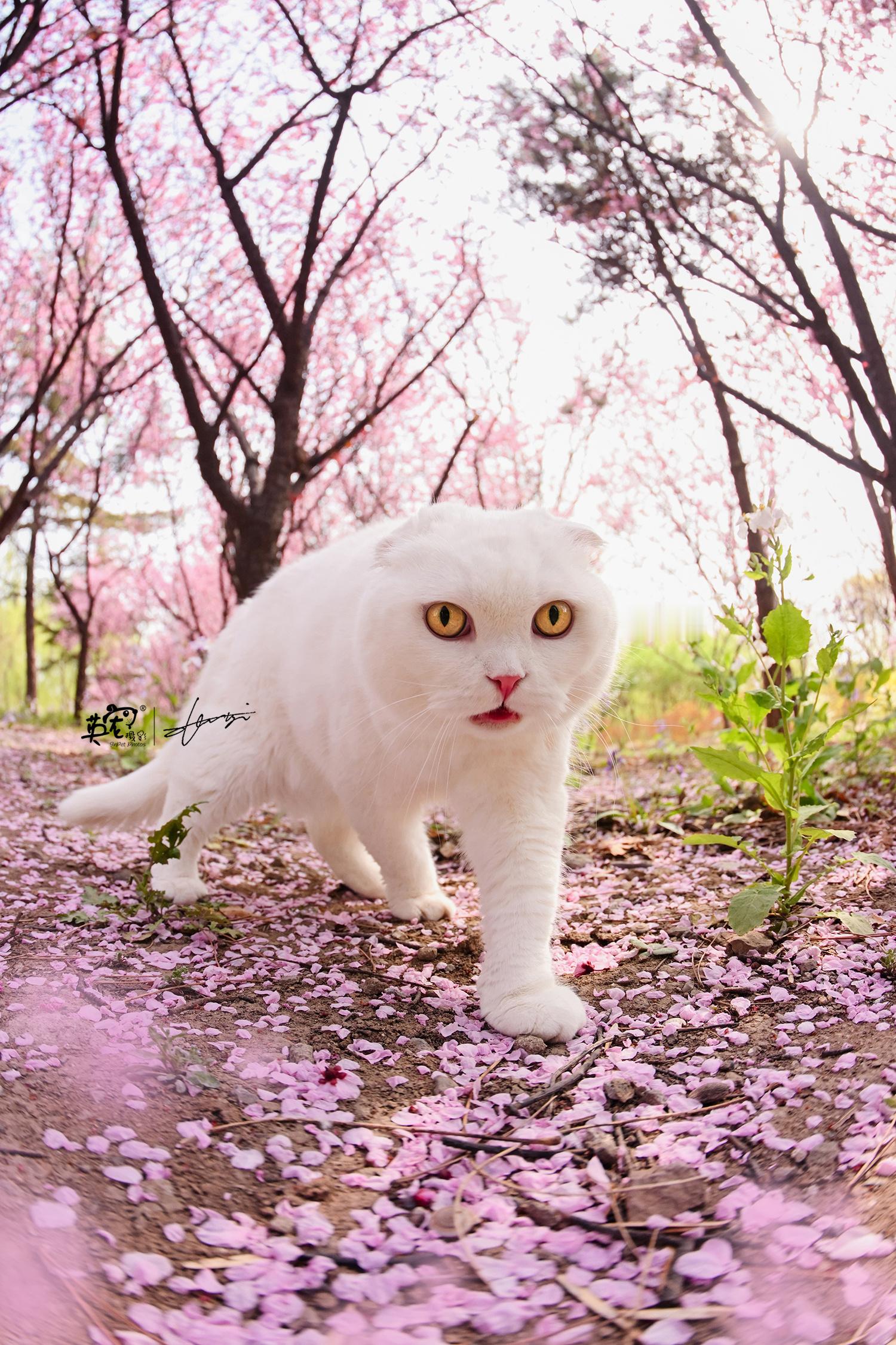 是谁说喵喵不能去踏春的呢～[哇]#爱宠物爱英宠摄影[超话]# #宠物摄影# #猫