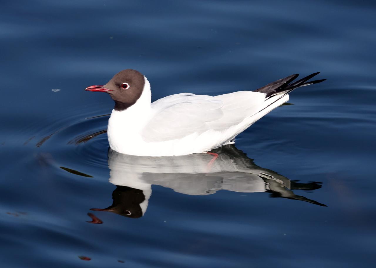 它们长出了繁殖羽！
已是早春2月了，随着天气变暖，从遥远西伯利亚和蒙古等地来昆明