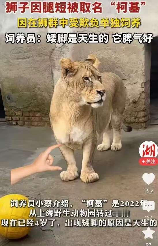 这回真是科学也解释不清了，徐州的一个动物园里有个狮子火了，不是因为长得好看，也不