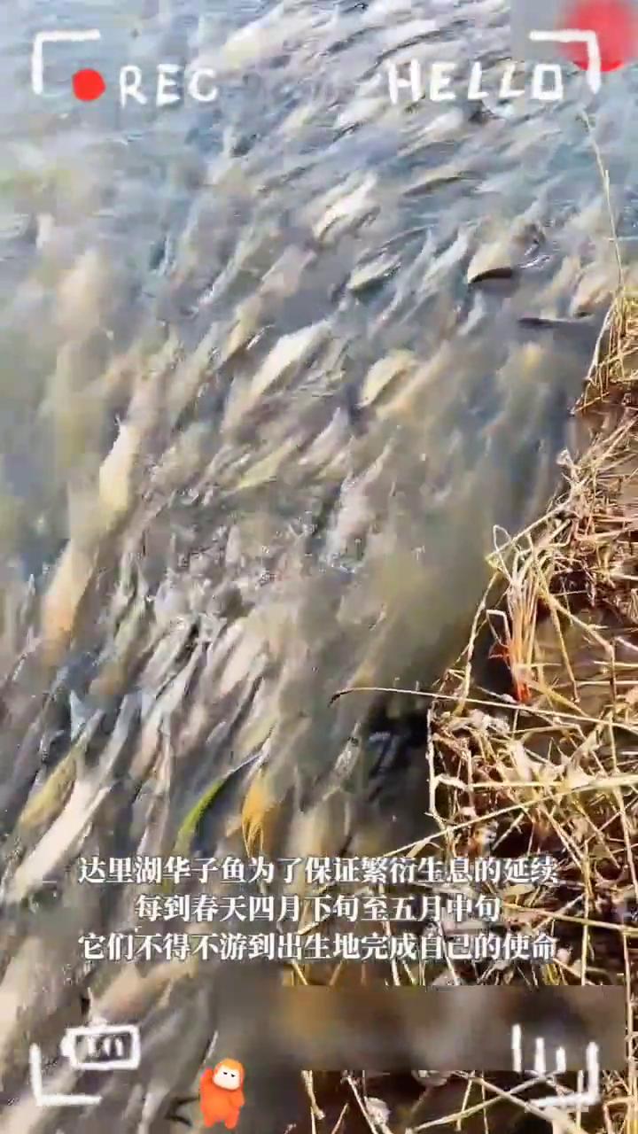 赤峰达里湖百万华子鱼逆流而行，上演