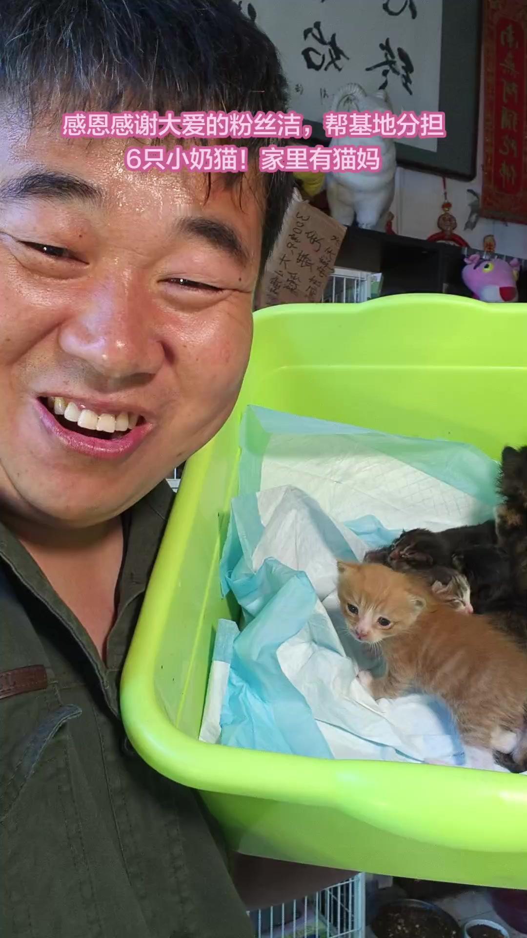 💖粉丝的爱心举动太暖心了，帮基地分担了6只小奶猫，减轻了猫妈们的带崽压力。小家