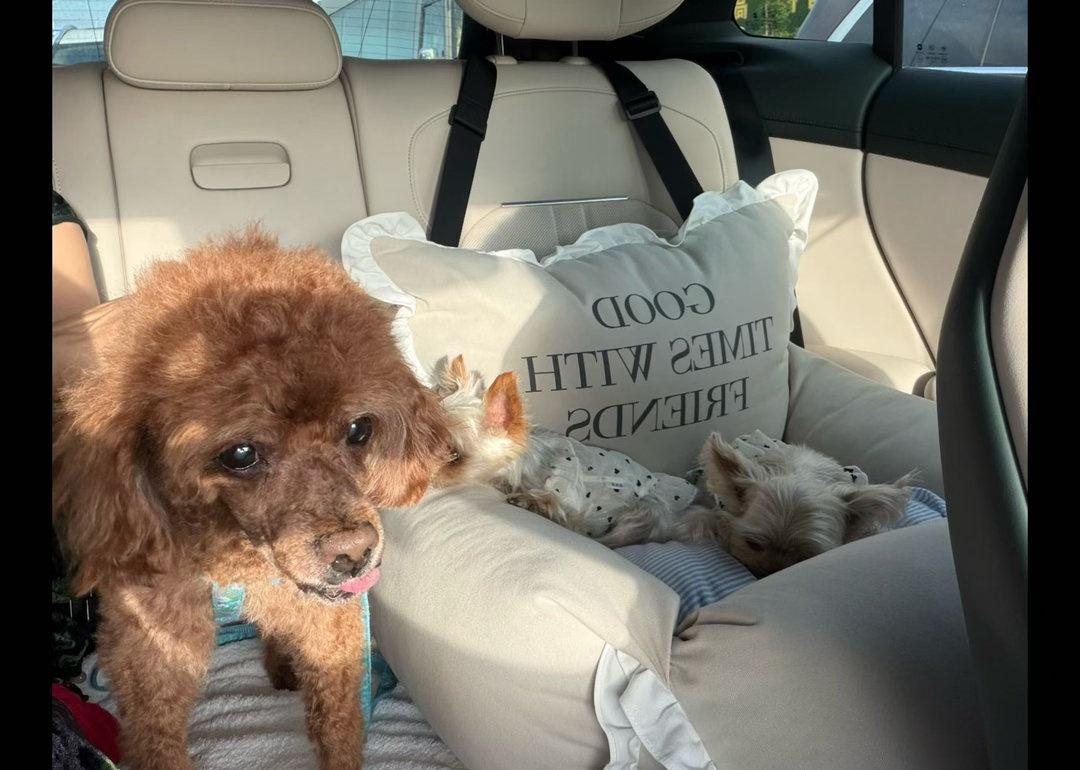 陈小纭家的毛孩子简直是减肥吐槽大师，每一句都说到我心坎里，看完只想说：狗狗你别太