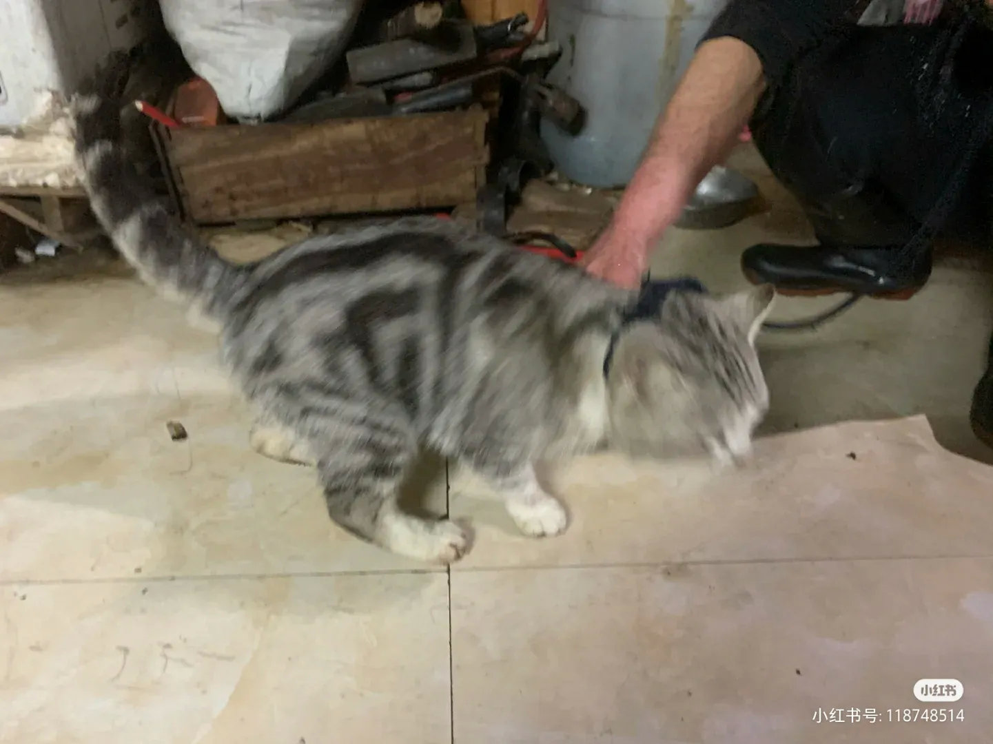 网友分享：从屠猫店救下来的猫咪事情是这样的。朋友说有个菜市场在卖猫肉，还关着一只