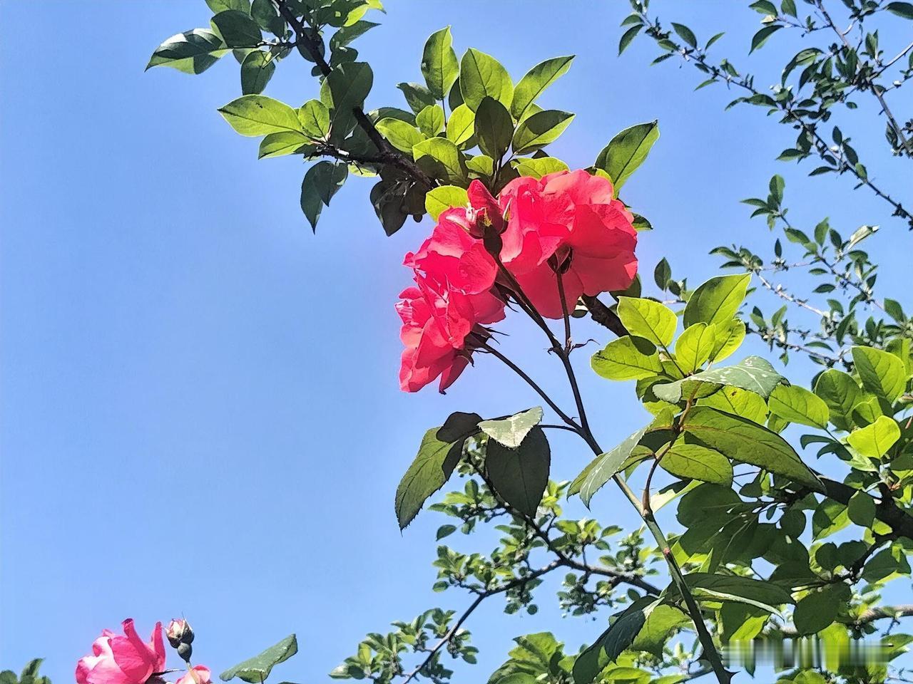 风吹小鸟飞。