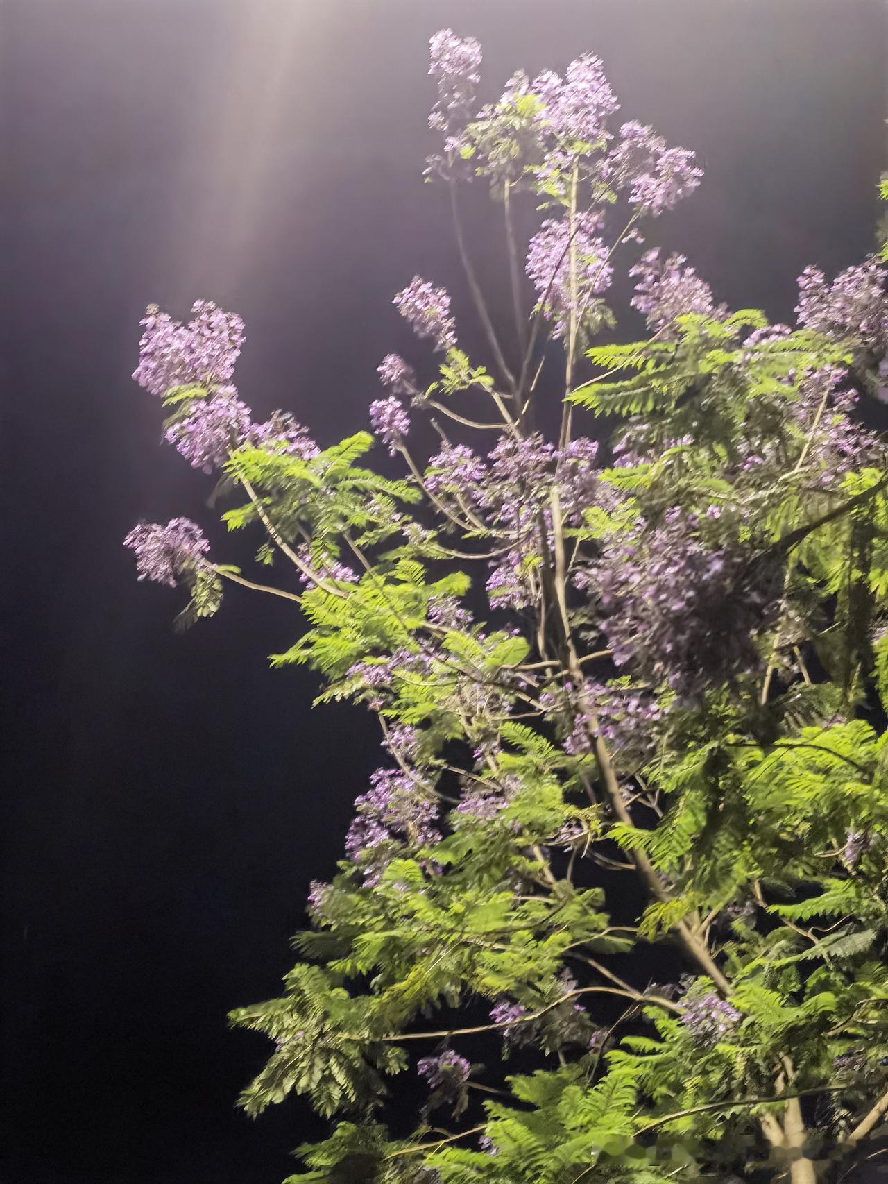 夜色下的蓝花楹

暮色漫过街巷的微凉
晚风轻拂，抖落一地浅紫芬芳
蓝花楹静立在夜