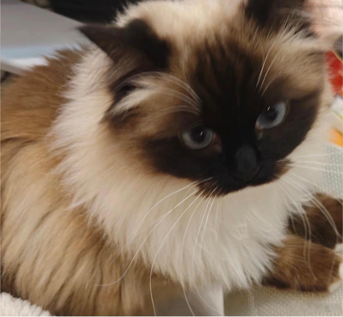 小猫的嘴努子在闻人气味的时候，会根据人身体的倾斜角度来改变嘴努子的角度( ･᷄ὢ