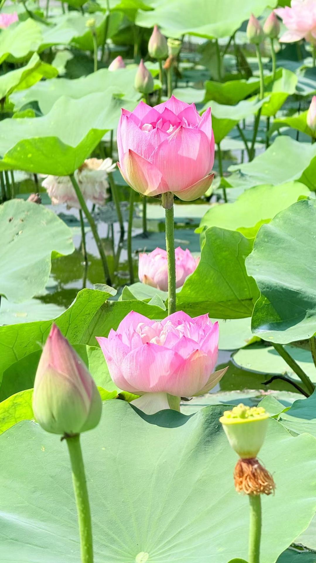 [助威彩旗]粉嫩荷塘，夏日盛开，清新自然，美不胜收！🌸🌿💦