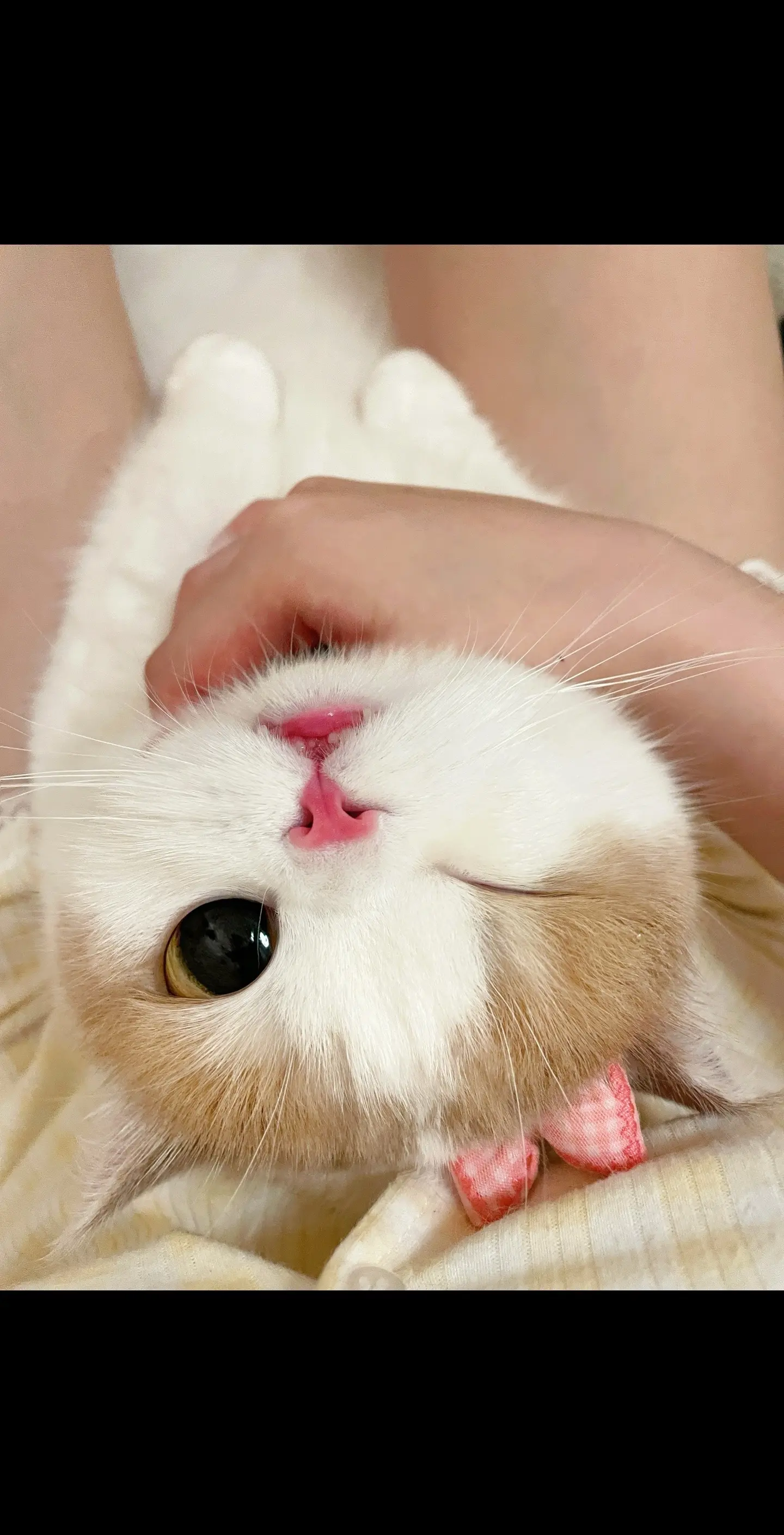 撒娇小猫最好命（果然倒过来更可爱😉