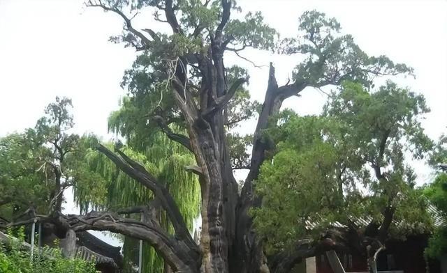 河南登封嵩阳书院里，一棵二将军柏竟跟275年前乾隆亲手画的几乎一模一样，这反差直