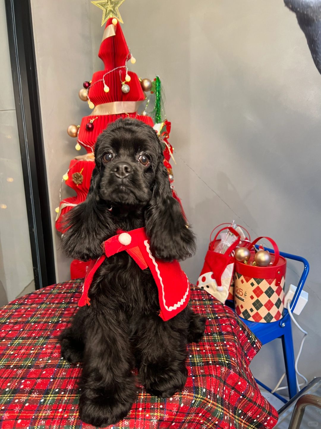 客返｜杭州的丹妮妹妹圣诞快乐🧑‍🎄