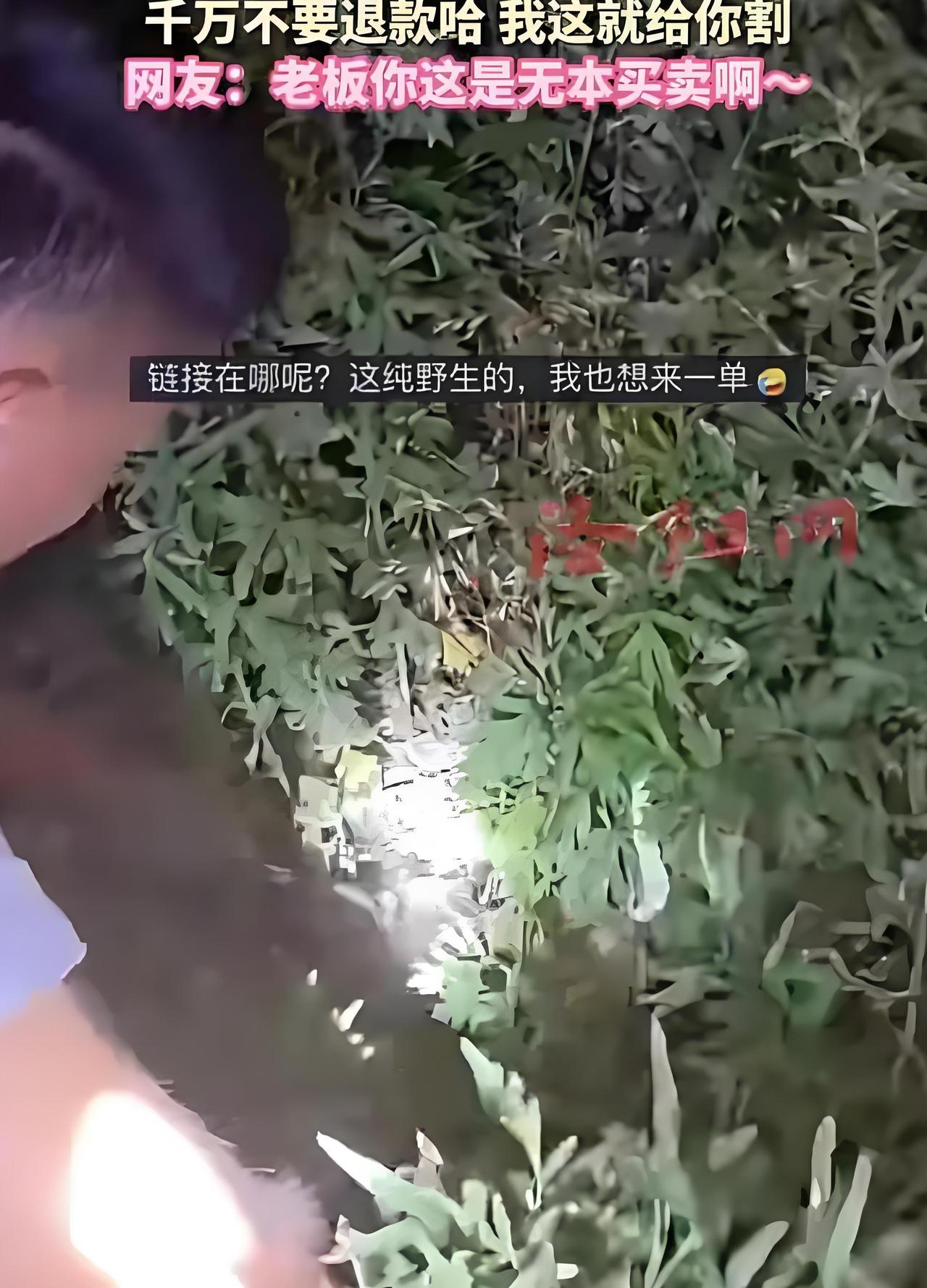 端午临近，山东老板做起了“无本买卖”半夜接订单拎镰刀路边现割艾草，喊话湖南买家：