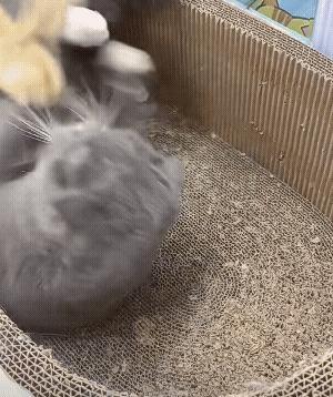 难得有个伴，小鸡被软禁起来了！[捂脸]