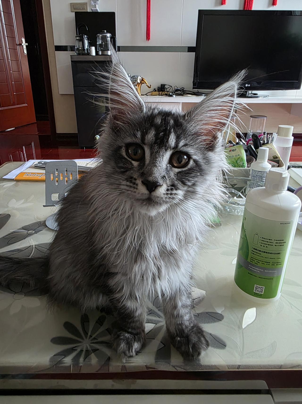 我家缅因猫那可是猫界“巨无霸”！缅因猫起源于美国缅因州，历史超悠久，传说和维京人