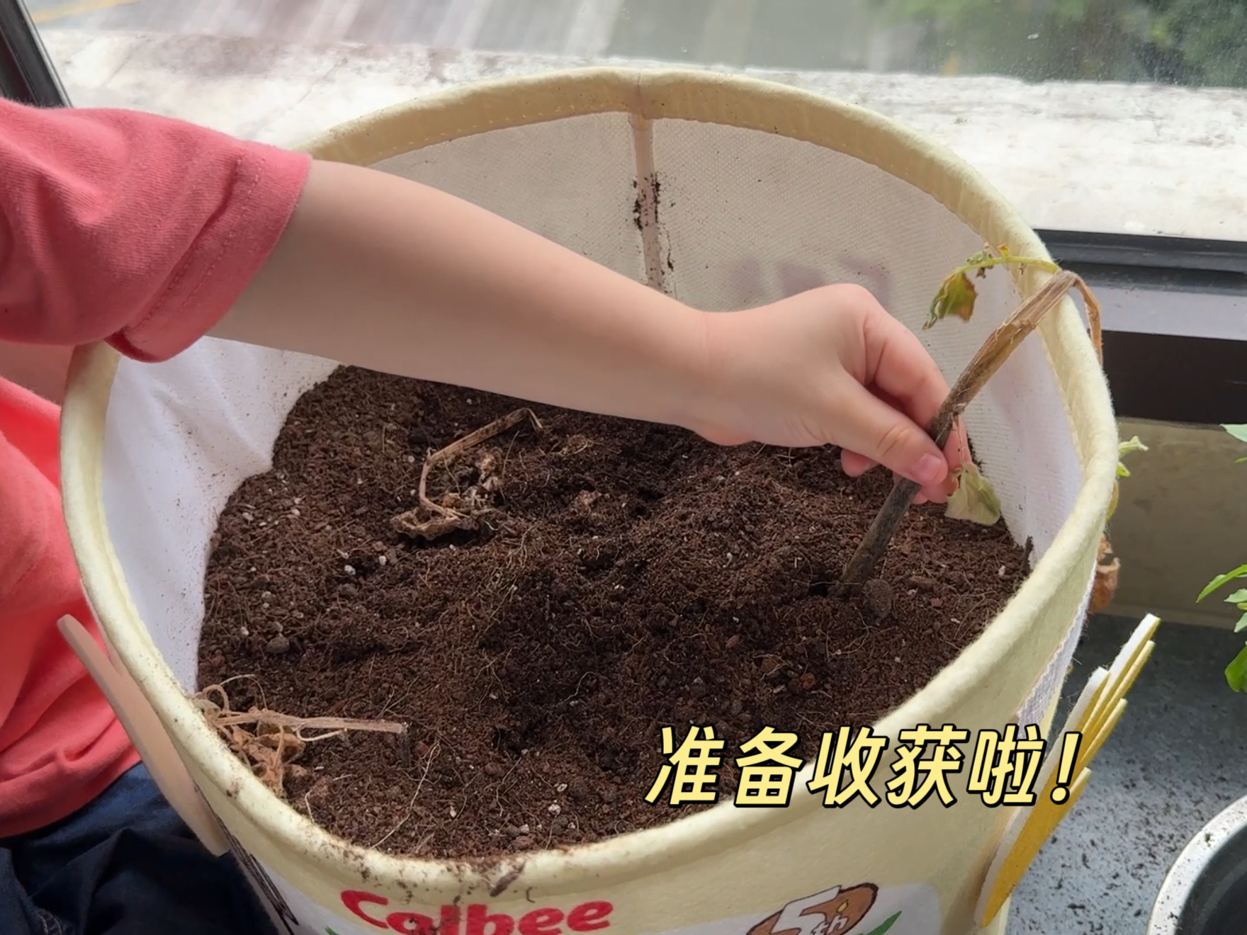 终于喜提收获，然而……从种下的那一天到今天已经两个多月，见证着三颗土豆仔仔的发芽