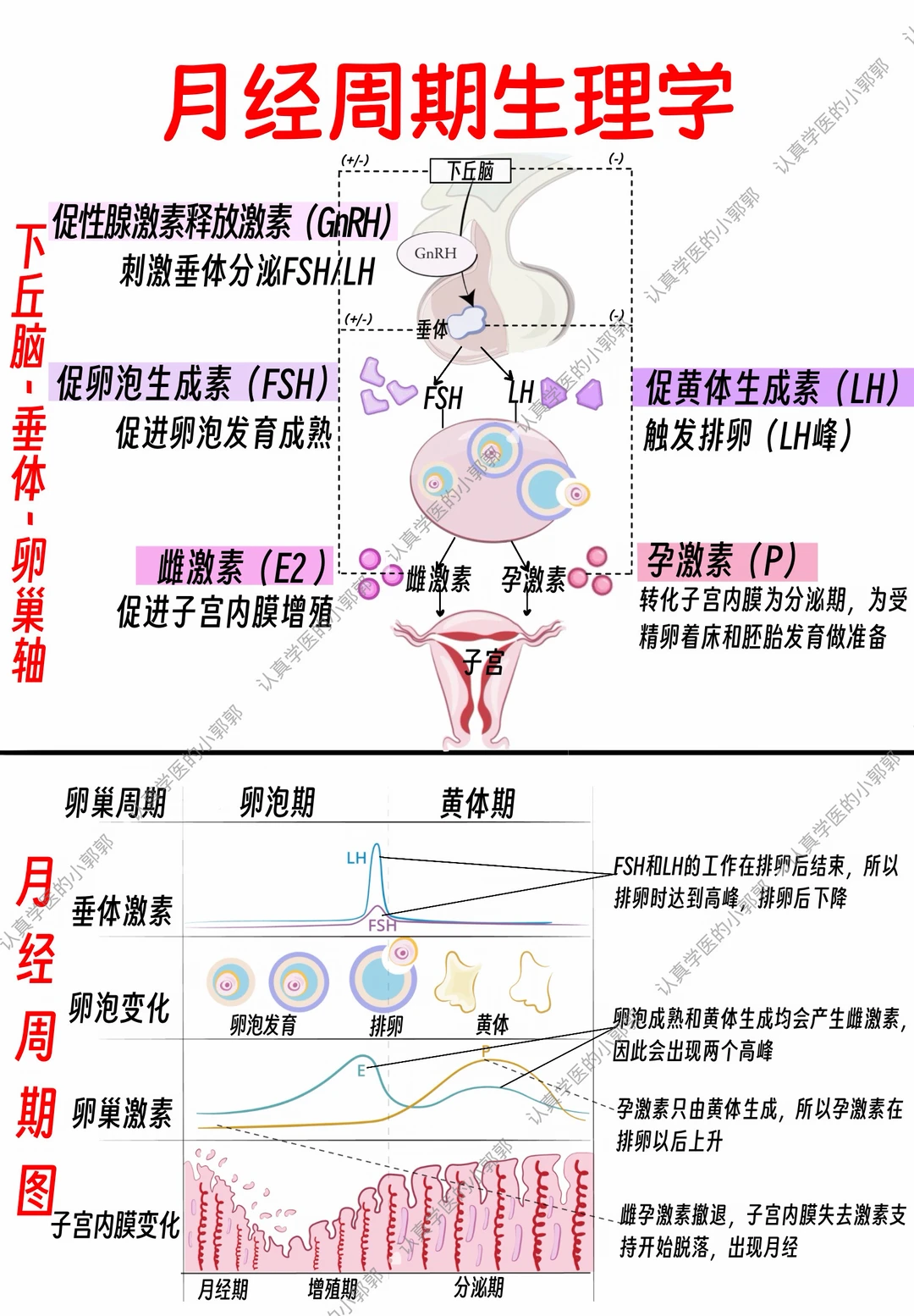 一图看懂月经周期和激素变化图