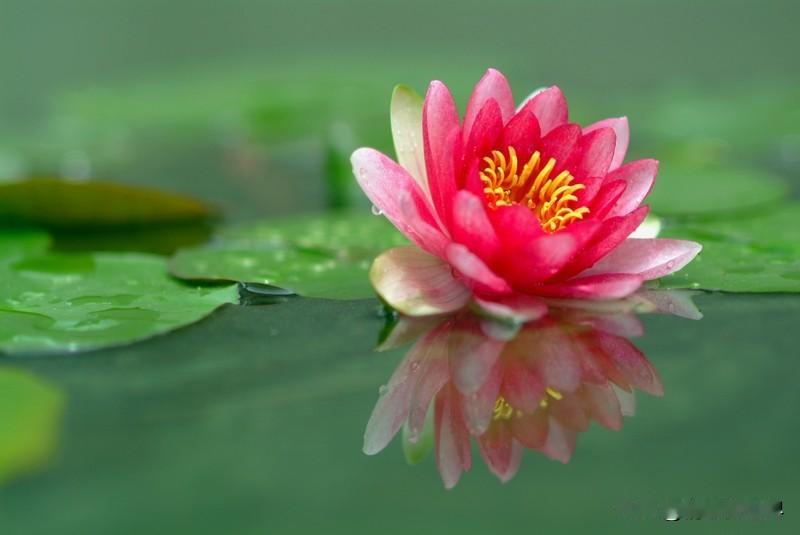 分享最美的莲花