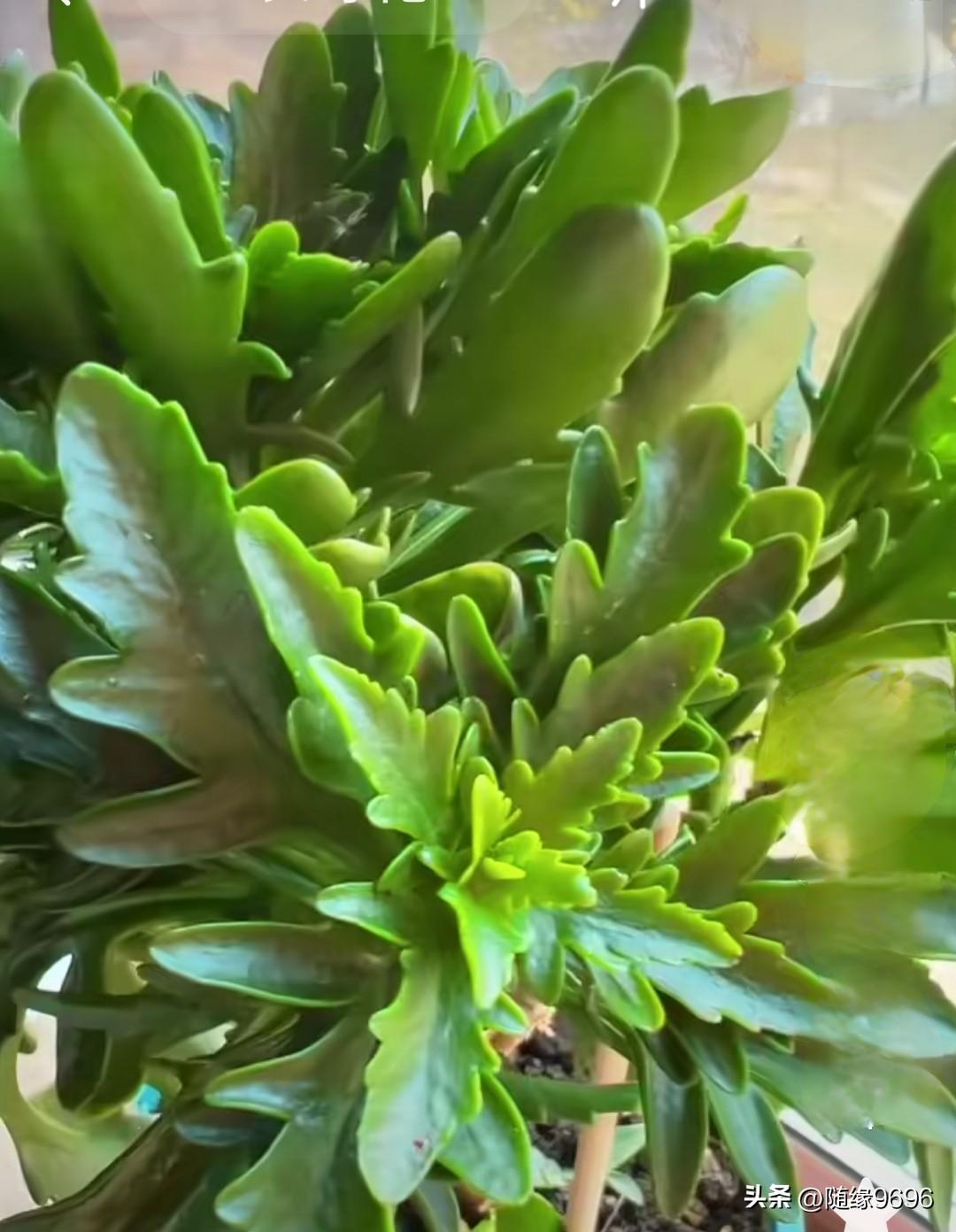 长寿花难度夏，这是花友们最担心的事。为了减少长寿花黑腐，千万不要干这俩件事。
