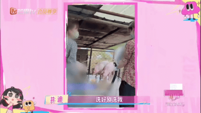 井迪洗猪别洗我我家那闺女 迪姐灵魂提醒：洗猪归洗猪，可别溅到我！ ​​​