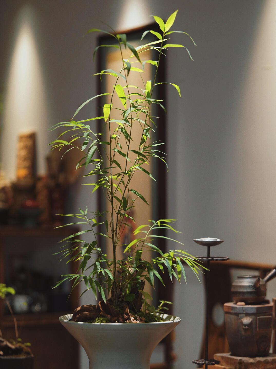 与草木为伴 ​​​