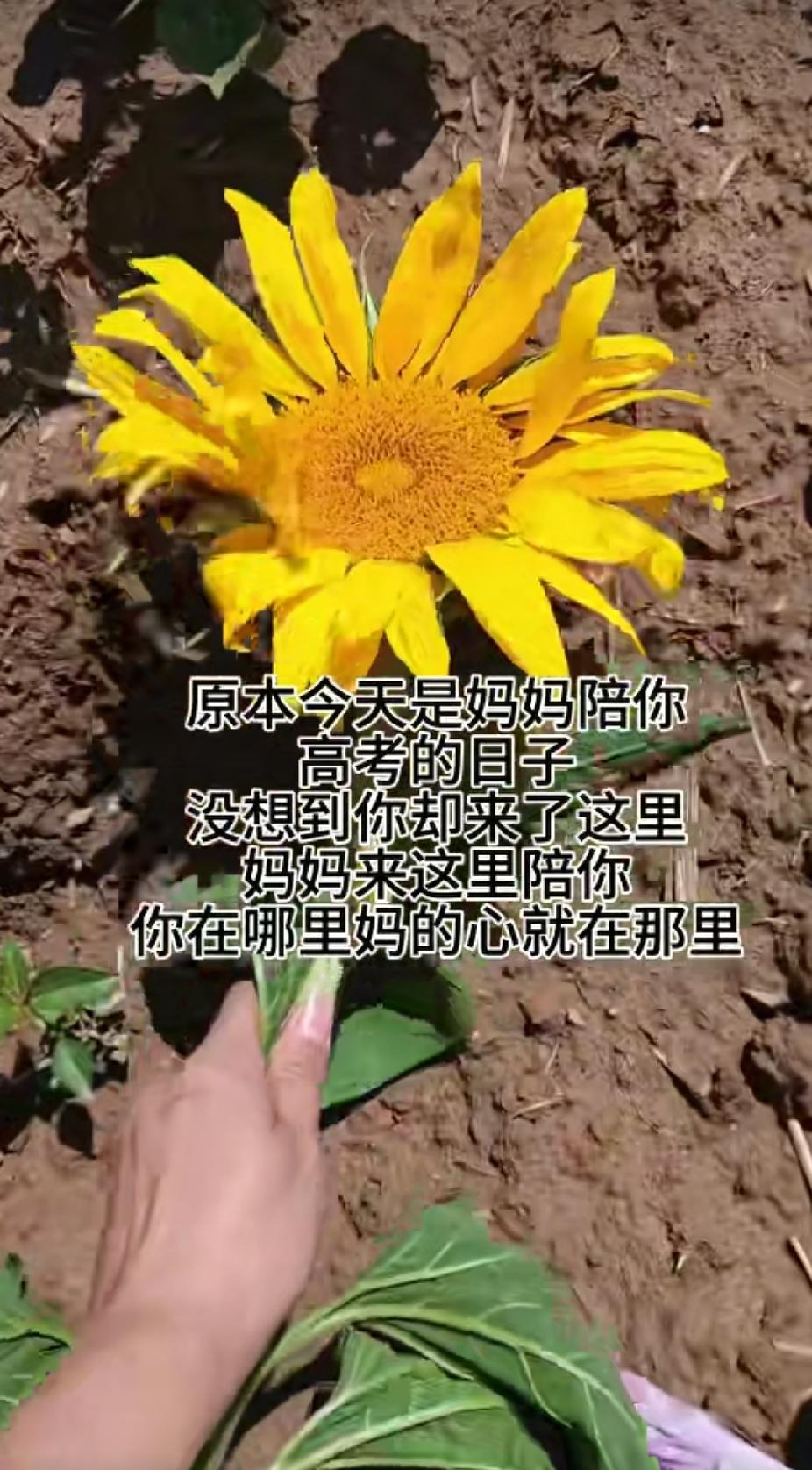 一名女子，手里拿着一朵向日葵花走在路上，接下来看到的一幕，却让人绷不住泪目了。