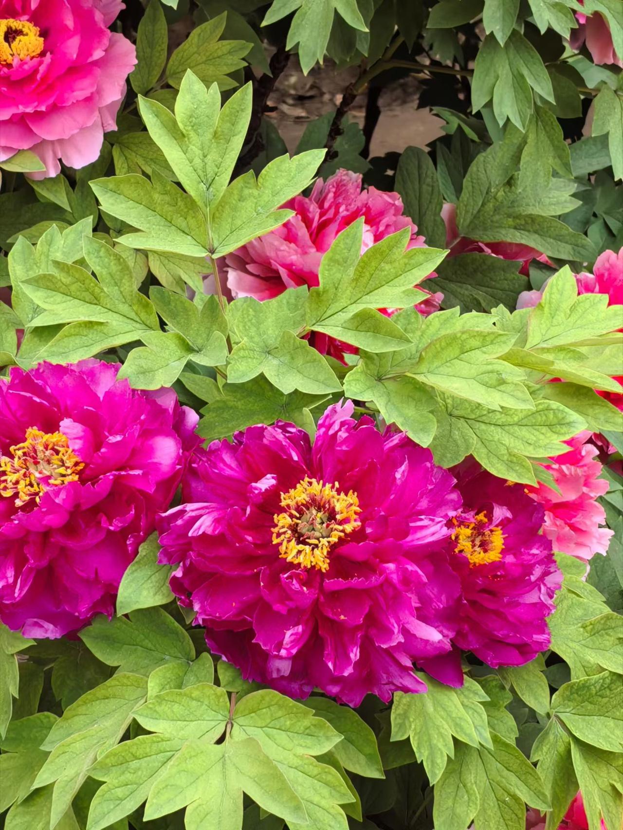 分享你手机中的花花草草