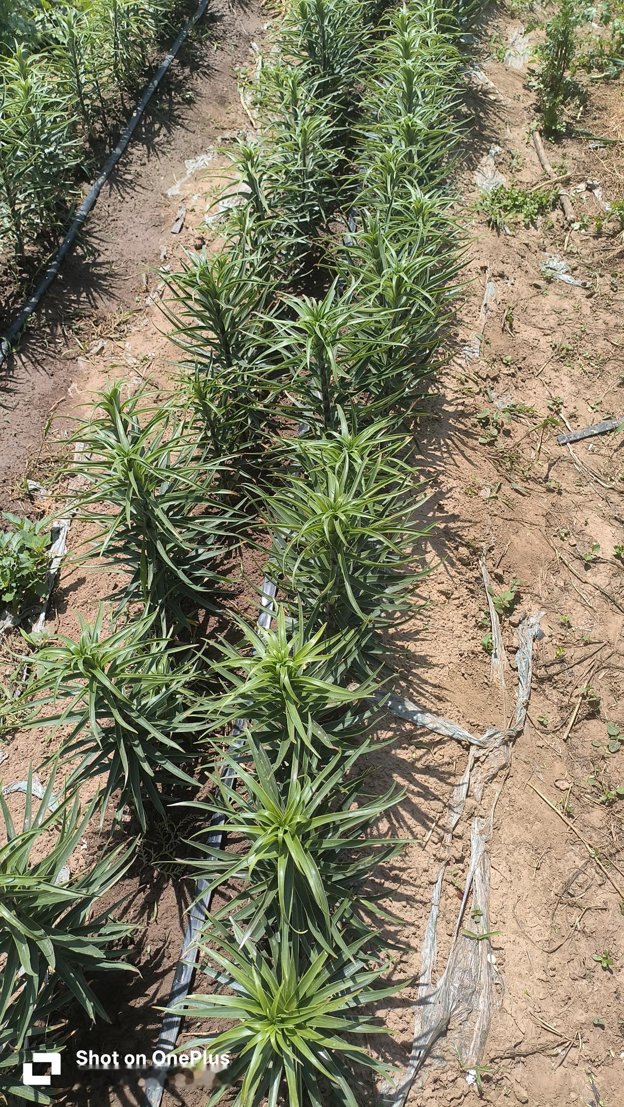 相册里的花花草草相册里的花花草草大家见过开花的红薯吗? 晒晒你随拍的花 晒晒你相