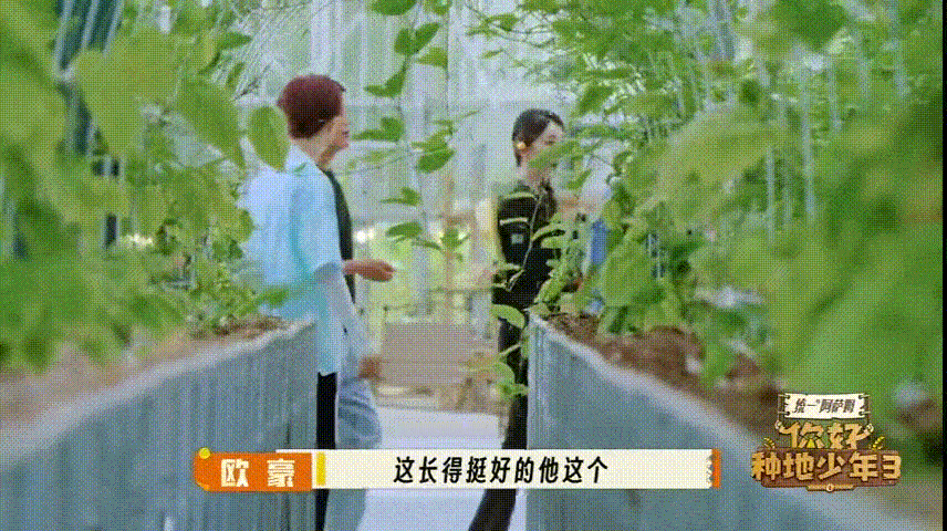 你好种地少年带家人出游 杨幂、欧豪亲身体验农业的魅力，不禁称赞农作物生长的成果，