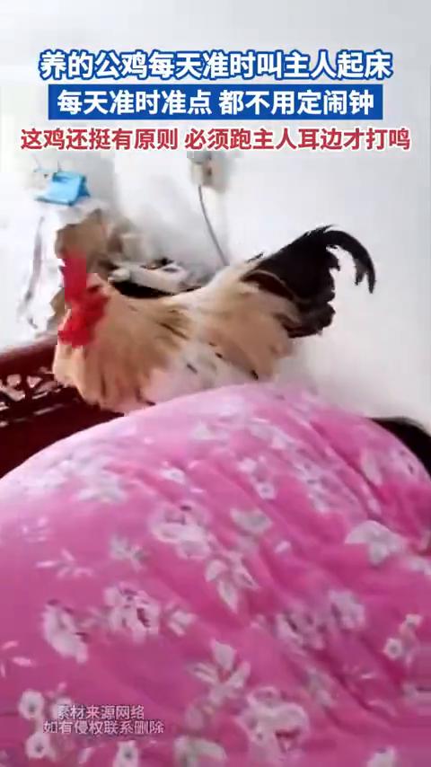 养的公鸡每天准时叫主人起床，每天准时准点都不用定闹钟。这鸡还挺有原则，必须跑主人