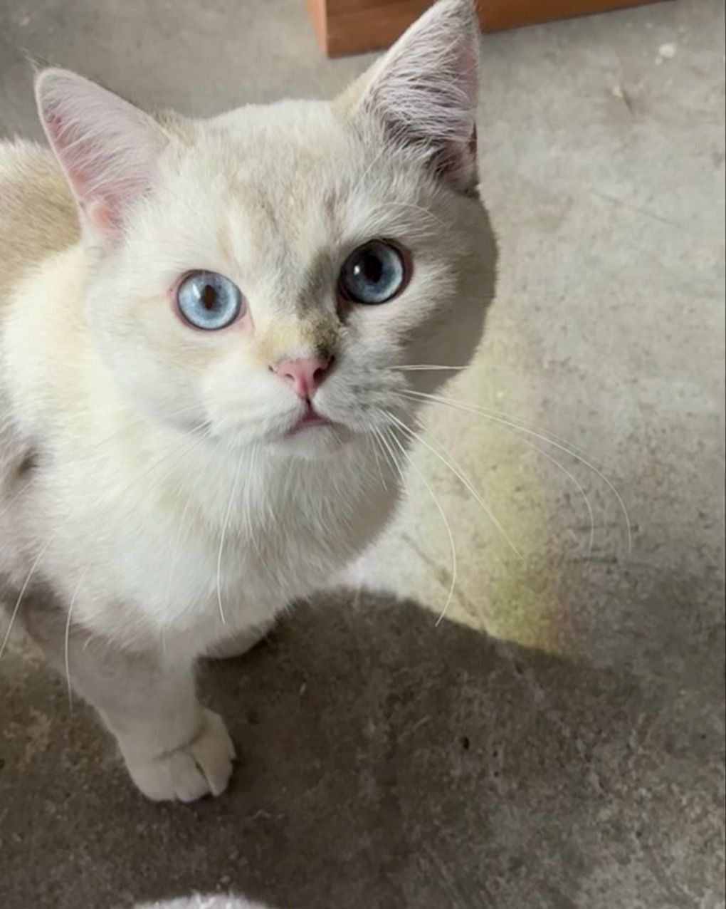 假期宅家就是🐱🐱🐱 ​​​