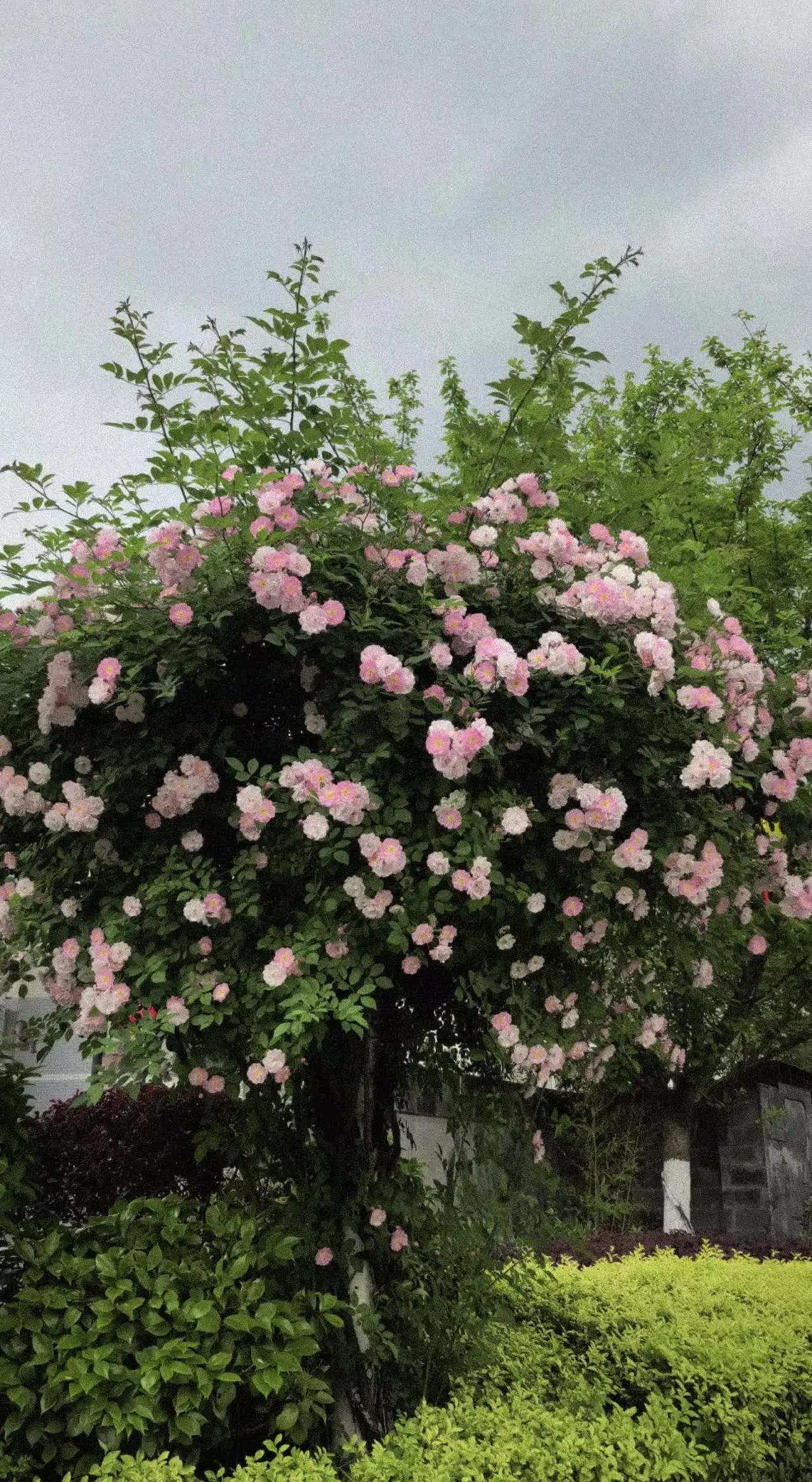 用一张照片证明你是花友