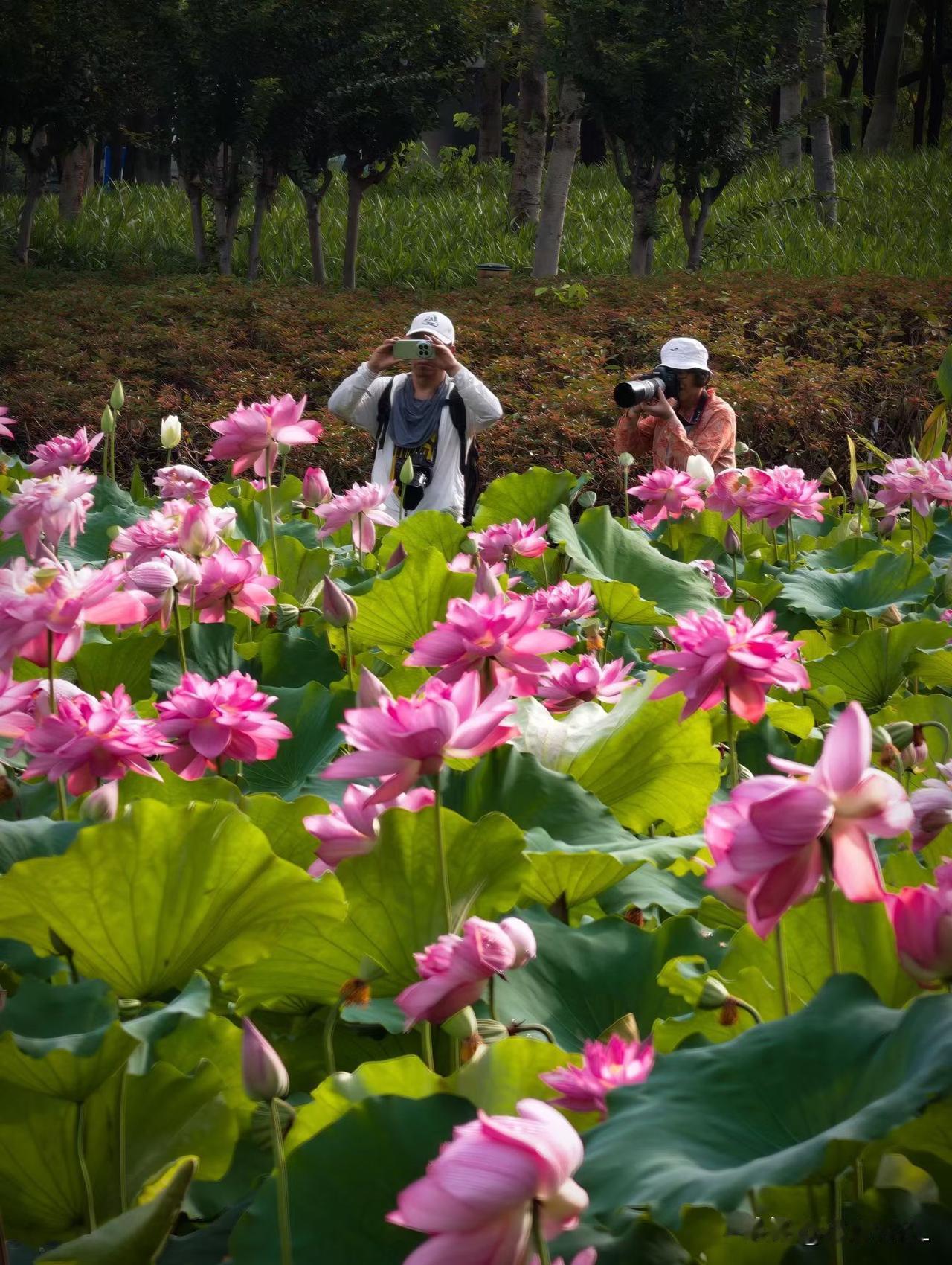 摄影师成了江北休闲绿带一道风景
随手拍下初夏美景
今年在哪拍荷花最好？看来一定是