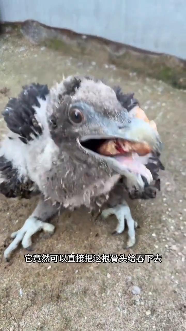 你敢相信吗？这个骨头竟然是给小鸟吃的。这是不是有点不可思议？你看这只小鸟甚至羽毛