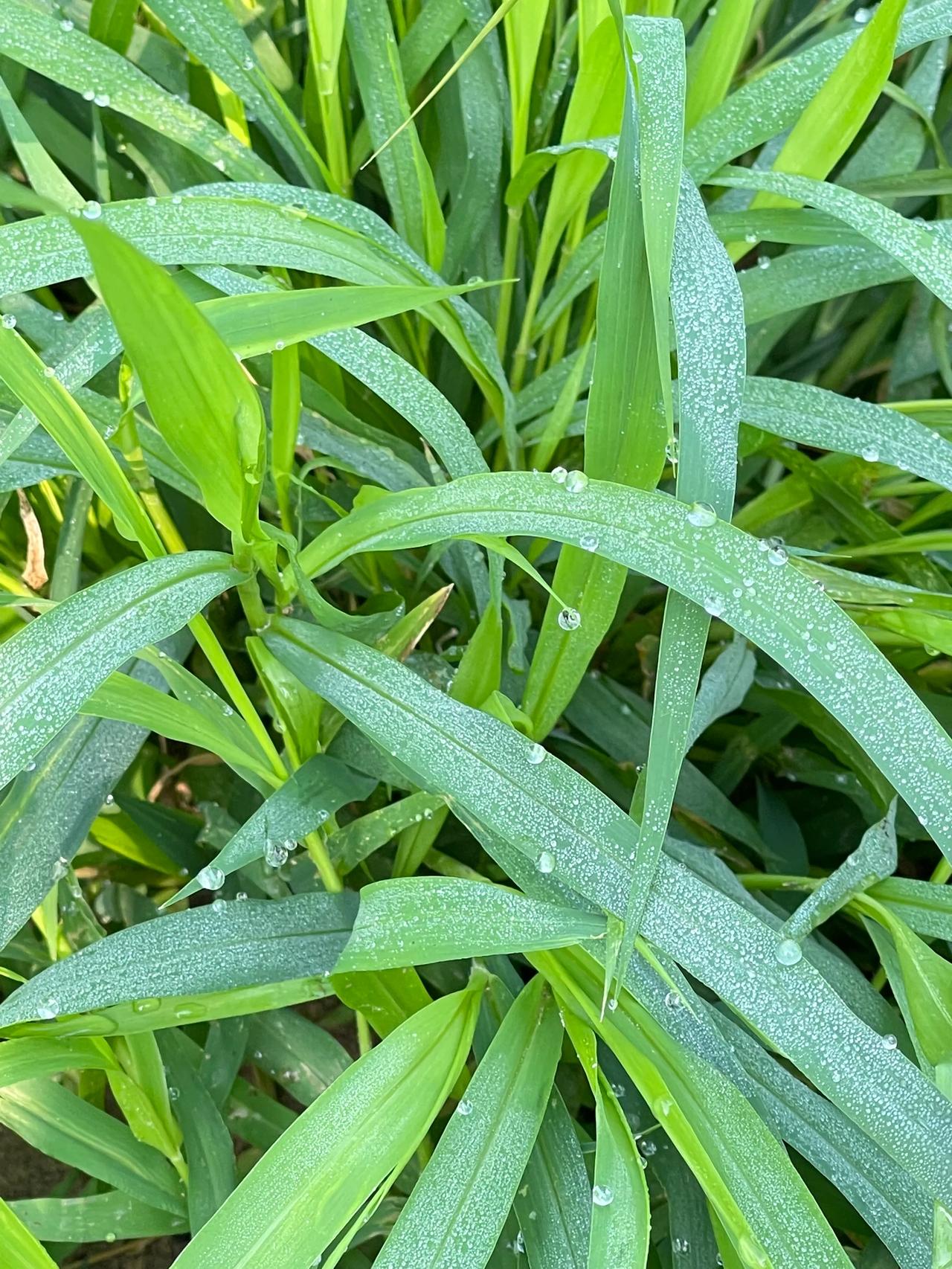 飞云南山前，红砖青瓦间。
闲鹤清秋意，别是大法仙。