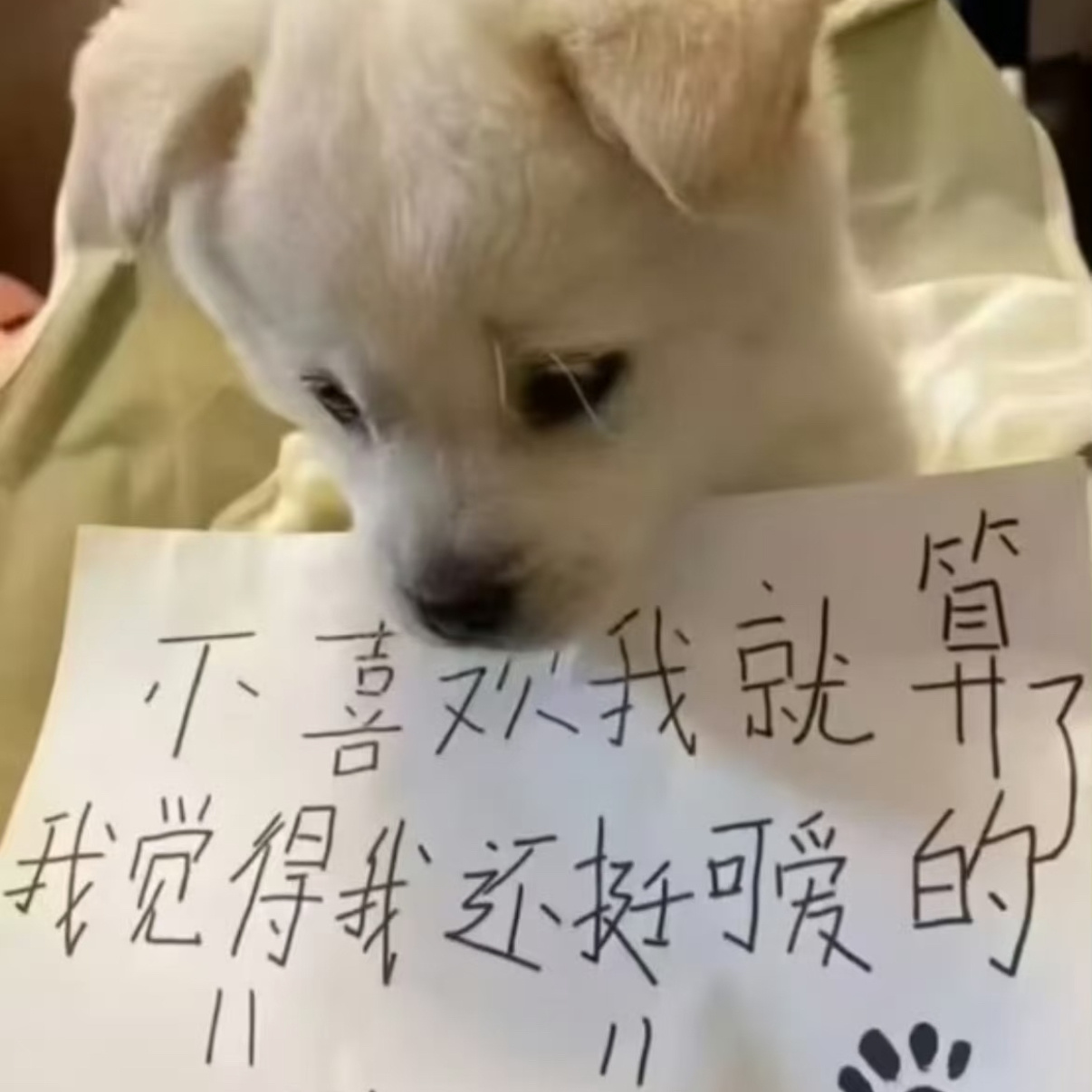 弃养小狗犯法！知豆吗 丁程鑫抱着老鼠干弹吉他 ​​​