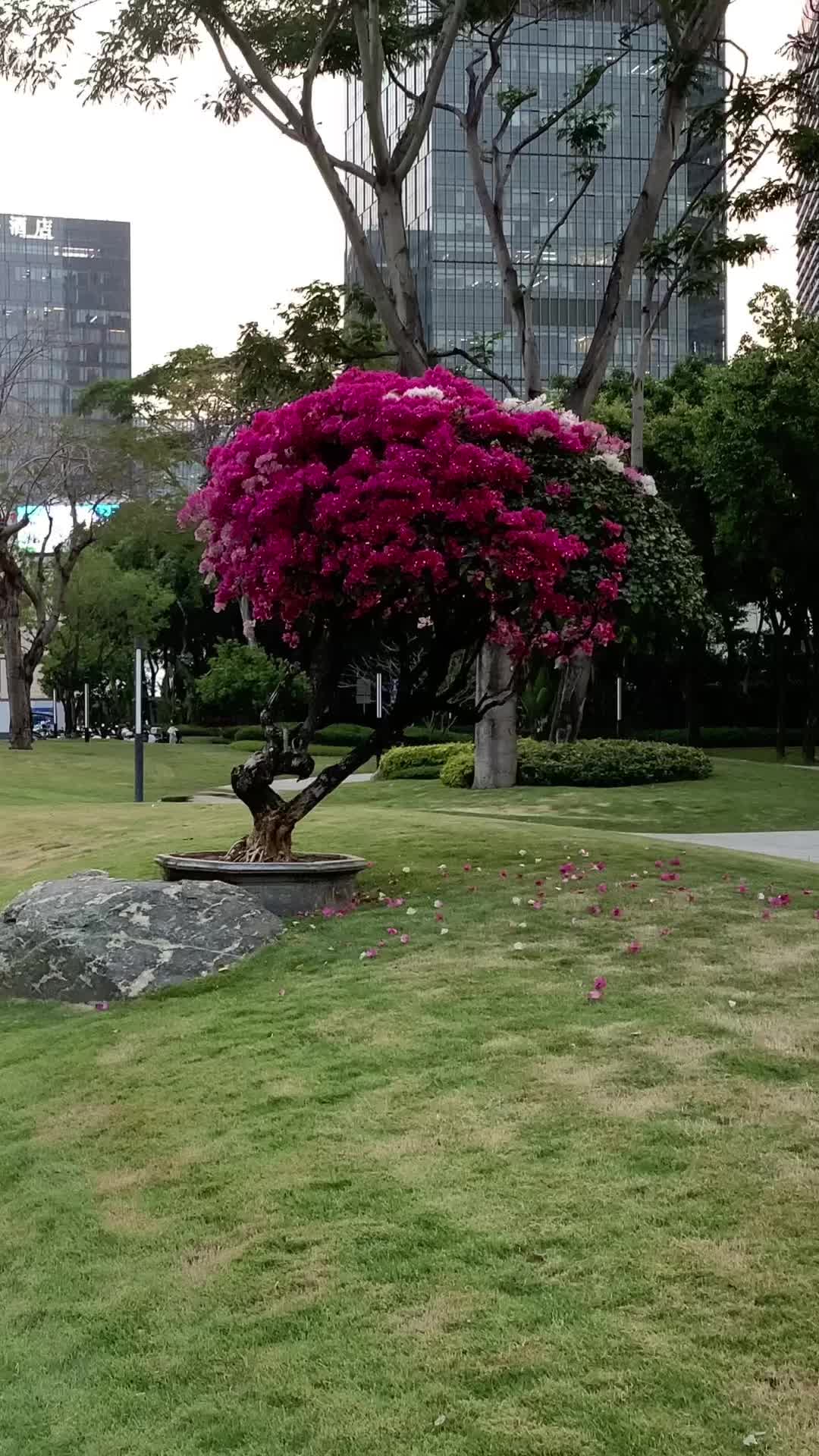 又一年一度考验素质的时候了，这要是把它种到自己院里，需要向哪个相关部门申请