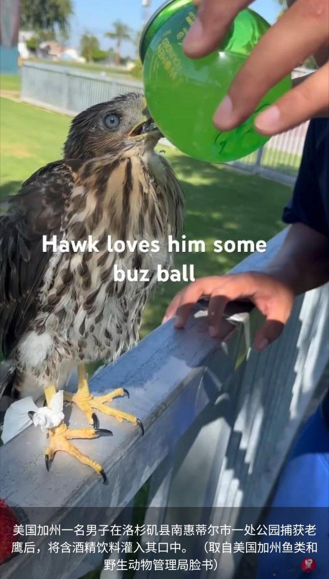 寰球镜头美国男子虐待野生动物，只判45天算轻的了。美国加利福尼亚州一名男子因为虐