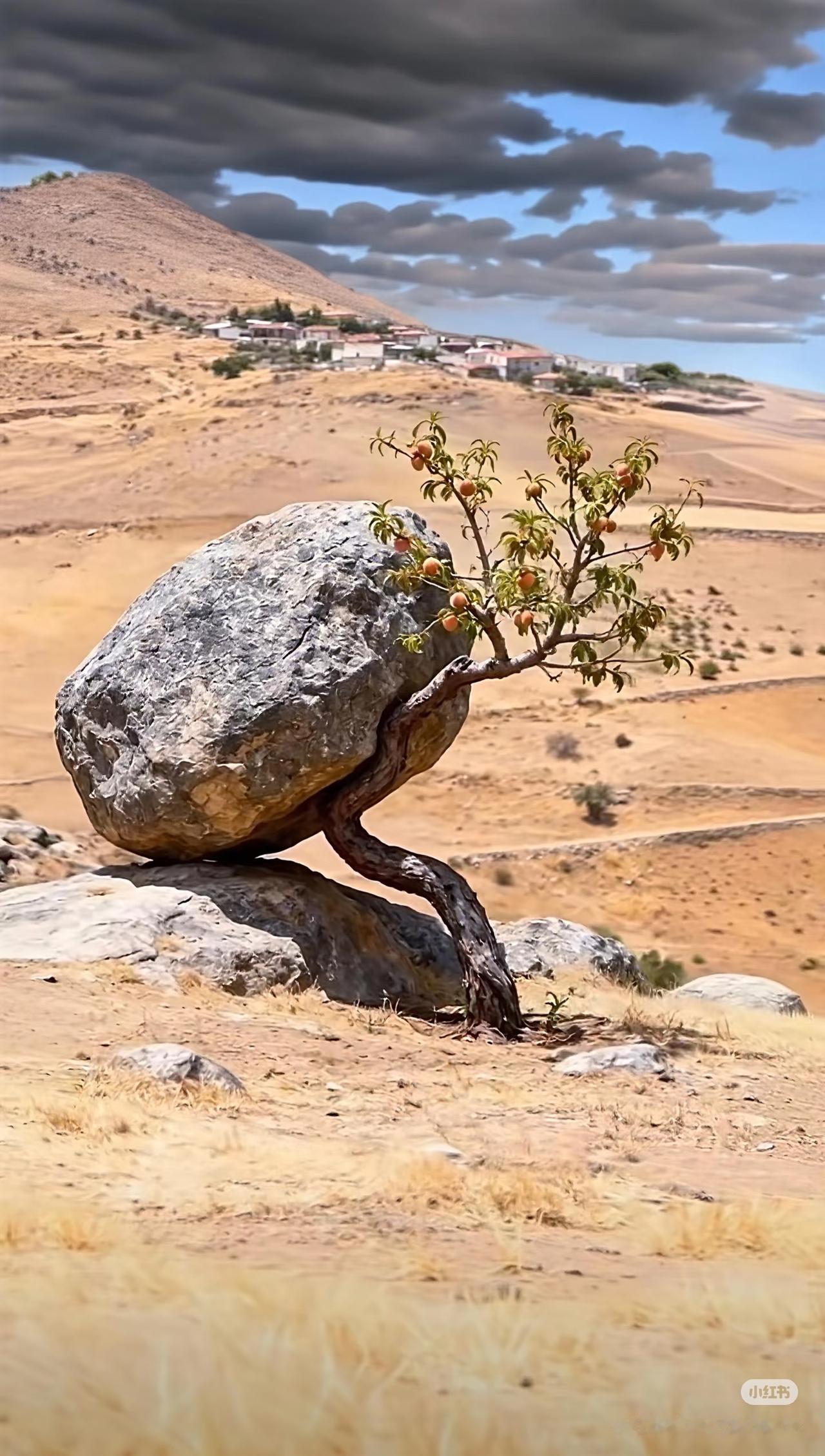 今天，
看到了这样一张图片，
我竟然盯着看了很久，
最后把自己看得泪眼婆娑。
	