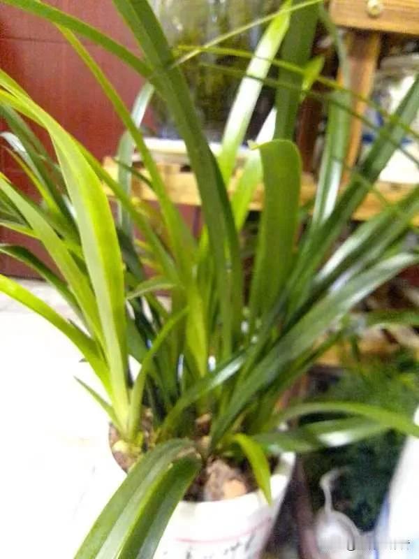 绿意盎然的家居角落，清新自然，生机勃勃！🌱🏡