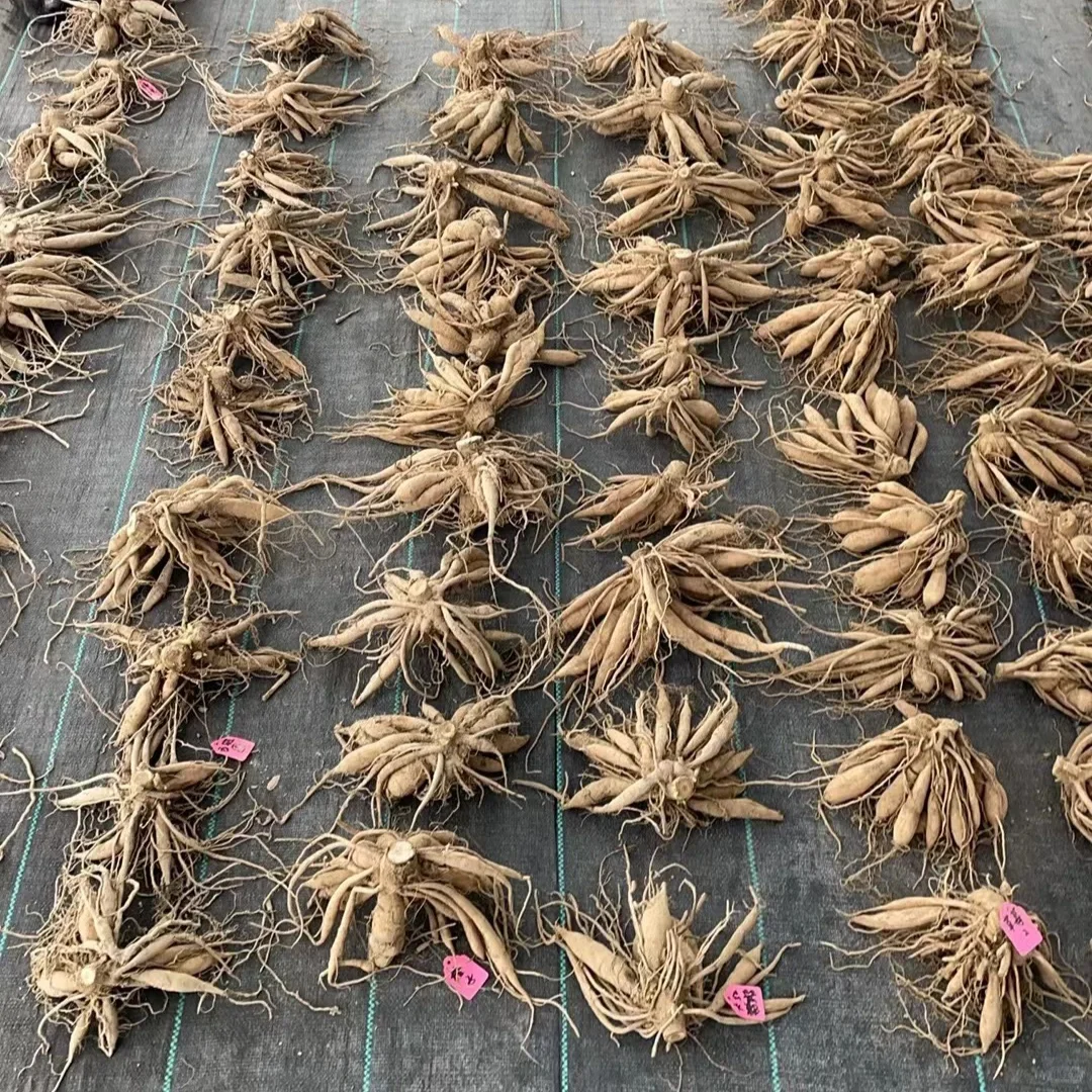19个精选大丽花坨坨种球