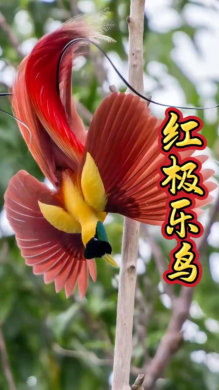 红极乐鸟。
摄影师蹲守78天终于拍到了"红极乐鸟"。