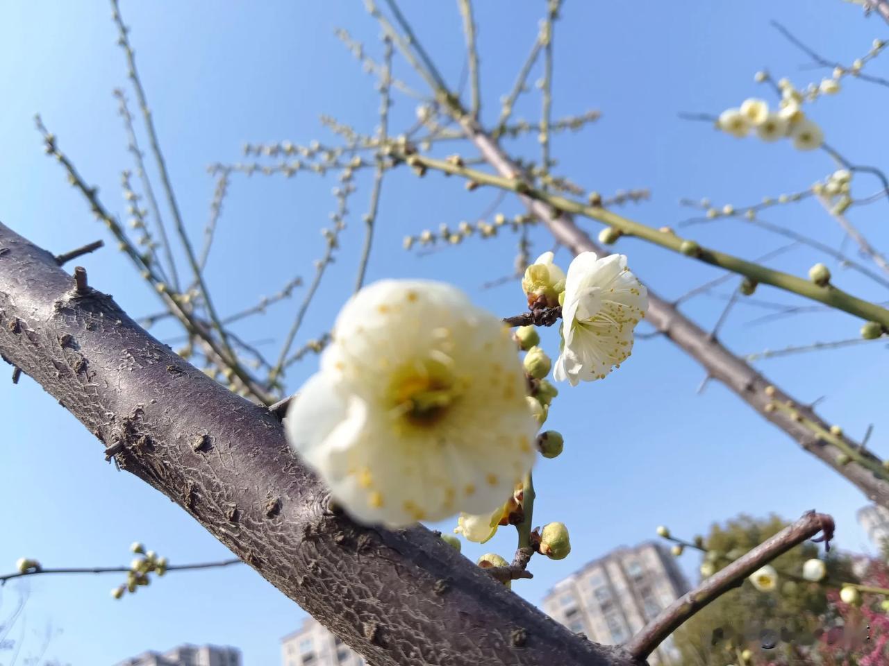 前天早上刷牙发现泡沫里有好多血。心下当即一惊：这么软的牙刷，怎么还刷出血了呢？