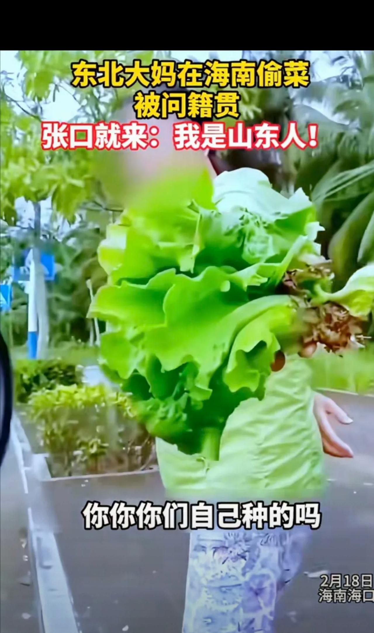 太无耻！海南海口，男子发现一大妈偷菜，上前理论：人家种的菜你就拿，你老家哪里的？