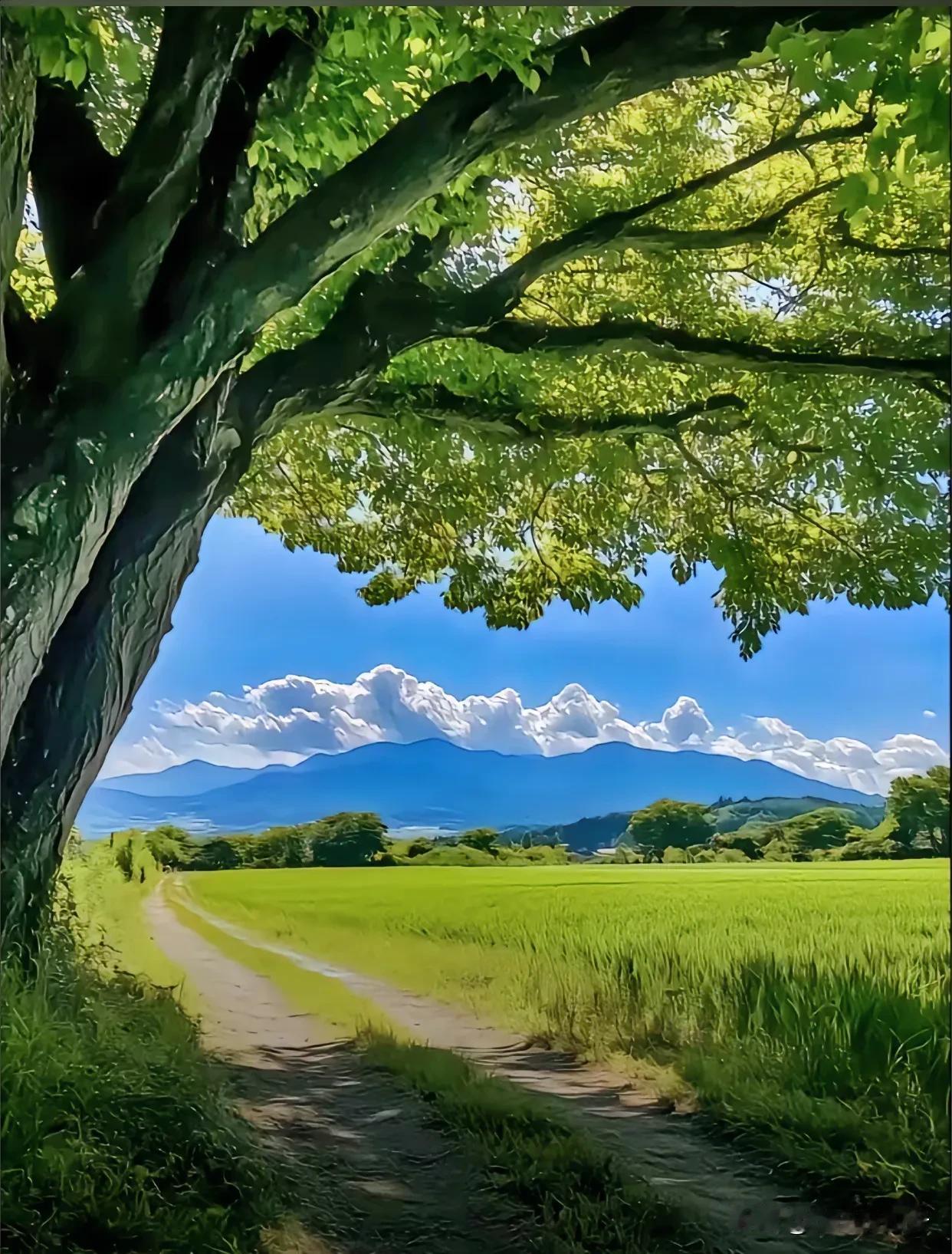 秦岭山脉 古槐下的麦田与延伸到山间的小路

这个美景只出现在短暂的初夏时节