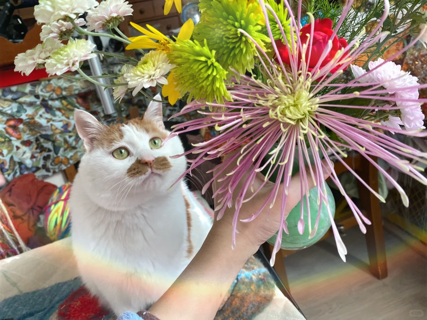 一年了终于又被他蹲到了