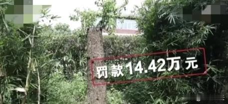 “太可怕了！”上海，老人花一万多买了两棵香樟树苗子，种在自家院里，树长大后挡住了