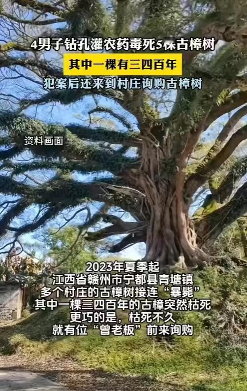 “吃相太难看了！”江西赣州，一棵三四百年的古樟树突然枯死，巧的是，周边好几个村庄