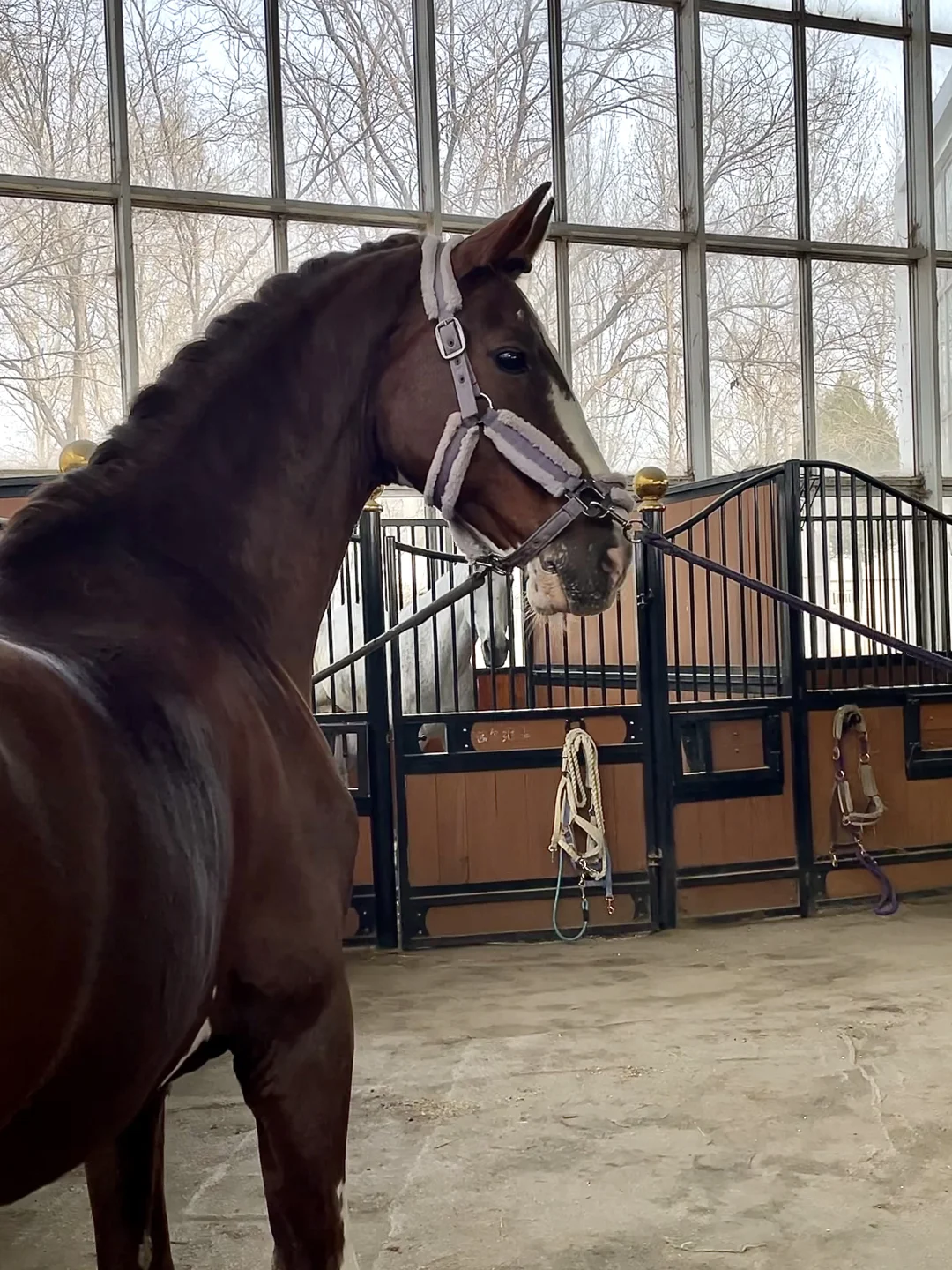 何润东你的当务之急是 骑马！