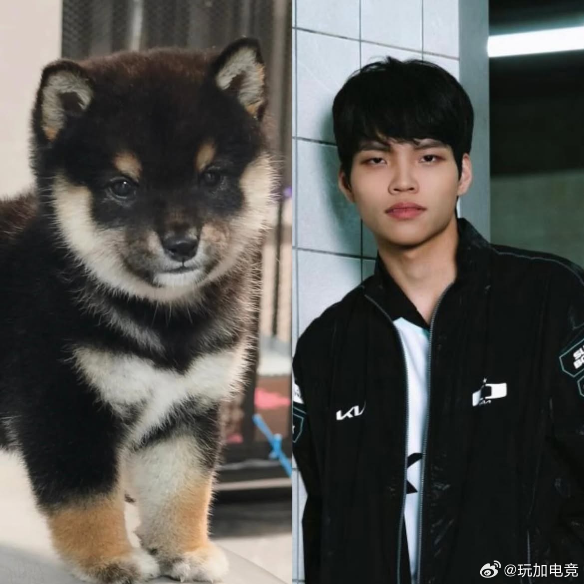 DK的猫猫团长和狗狗们，猫狗概念🈶cr.hikaruforever_2026全