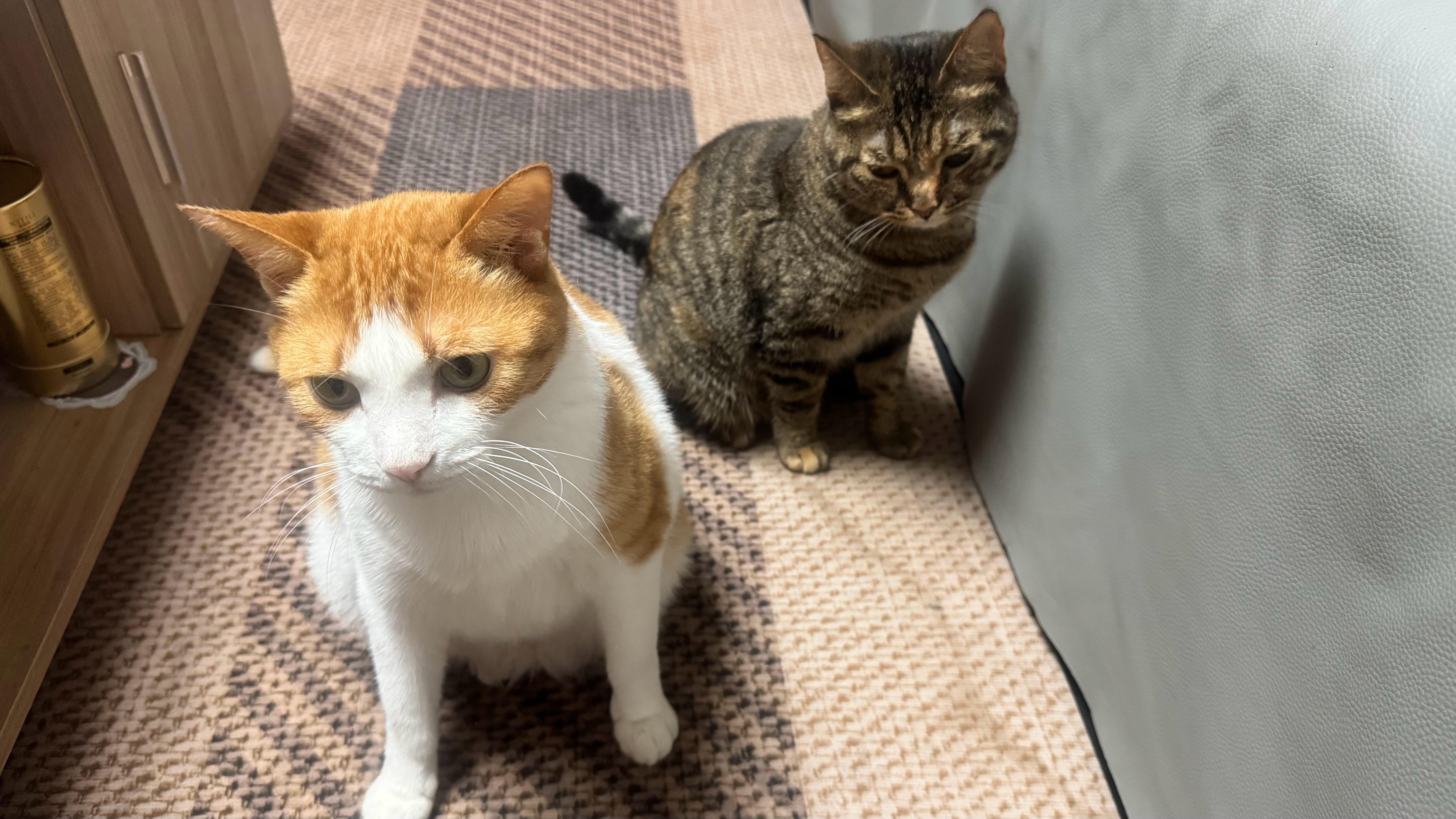 大眼瞪小眼 