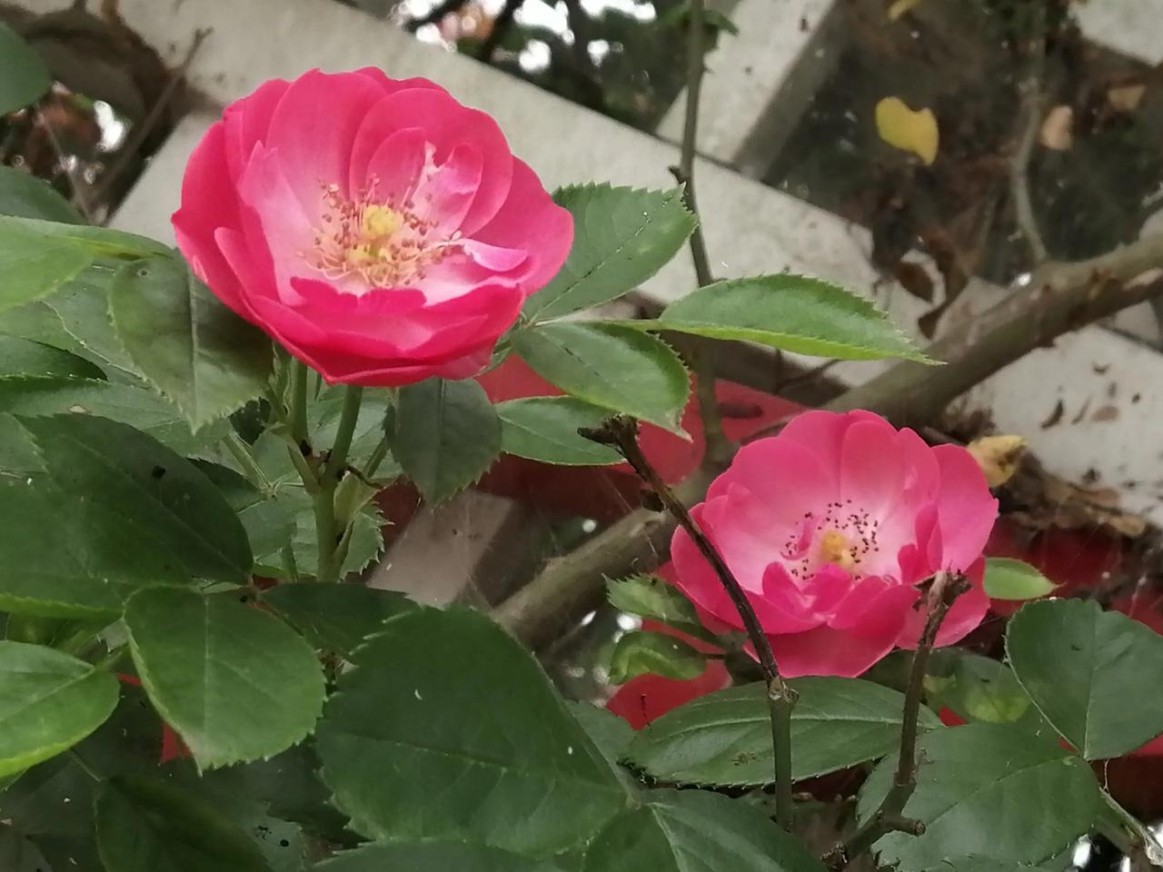 别人作品下的一条评论，她说：女人总想要点仪式感，哪怕是小小的表示。可惜，太多的男